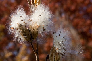 Fall color pods along the trail